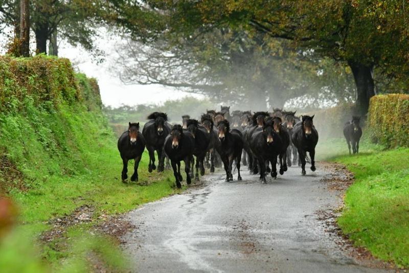 Exmoor Retreat On Two Moors Way Withypool エクステリア 写真
