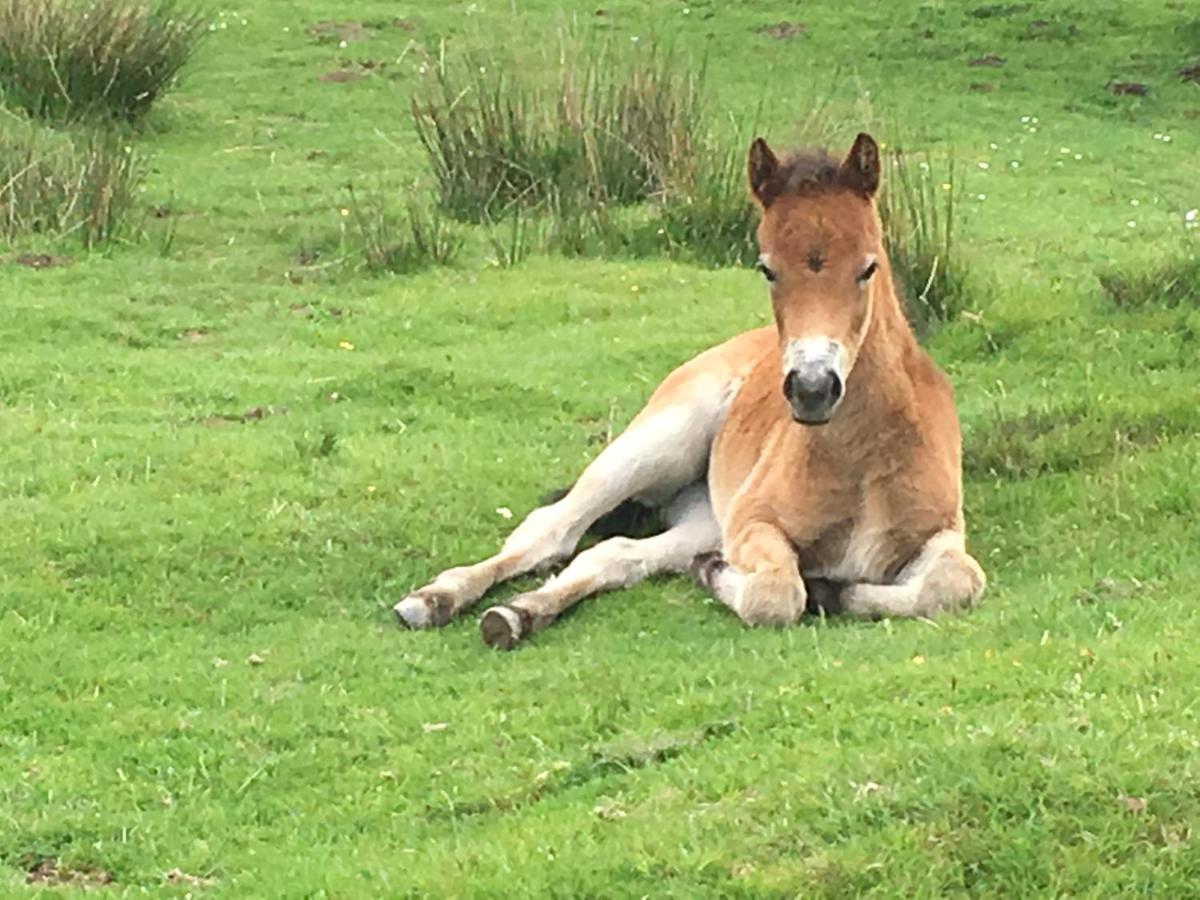 Exmoor Retreat On Two Moors Way Withypool エクステリア 写真