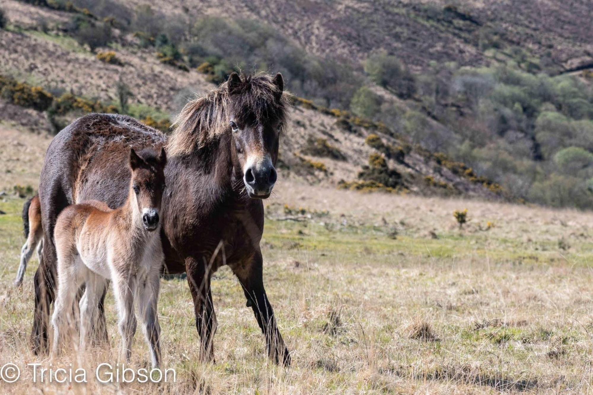 Exmoor Retreat On Two Moors Way Withypool エクステリア 写真